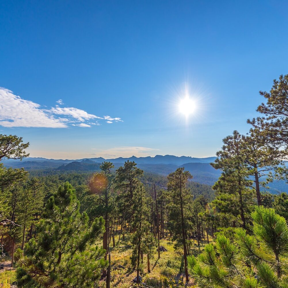 Densely forested landscape in Custer State Park in the Black Hills of South Dakota