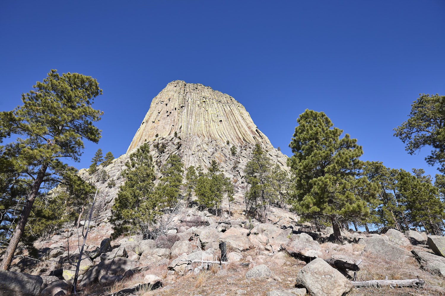 Devils Tower, a laccolith butte composed of igneous rock in the Bear Lodge Mountains, top attraction in Wyoming State, USA.