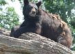 Black bear sunbathing on tree at Bear Country in South Dakota