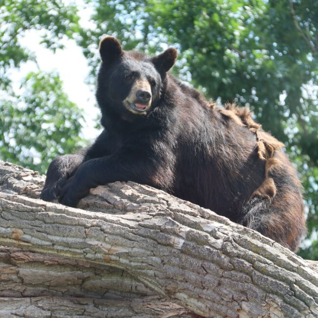 Black bear sunbathing on tree at Bear Country in South Dakota